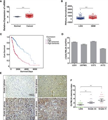 OLFML2A Downregulation Inhibits Glioma Proliferation Through Suppression of Wnt/β-Catenin Signaling